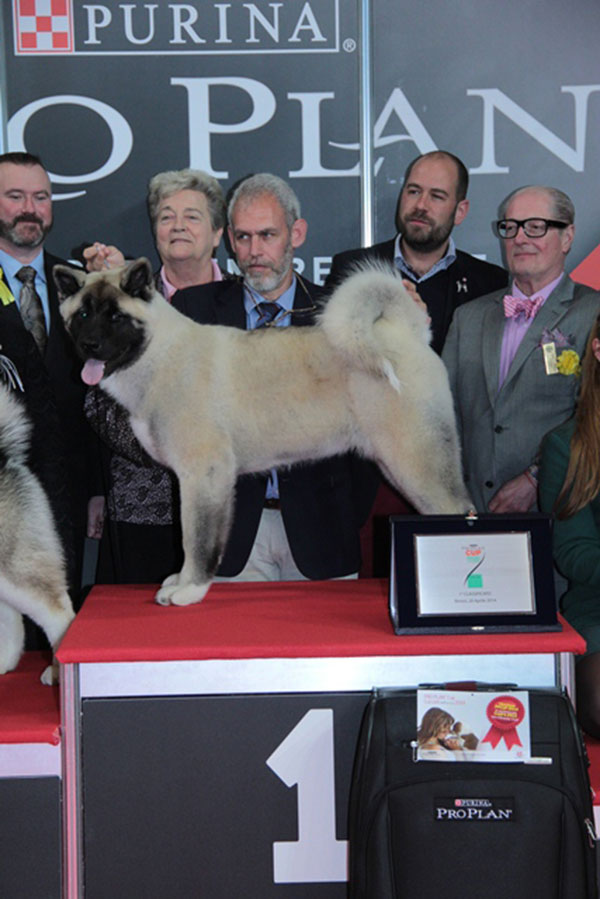 Akita Americano Estava Rain Life vincitore della Pro Plan Cuccioli Dell’Anno 2014