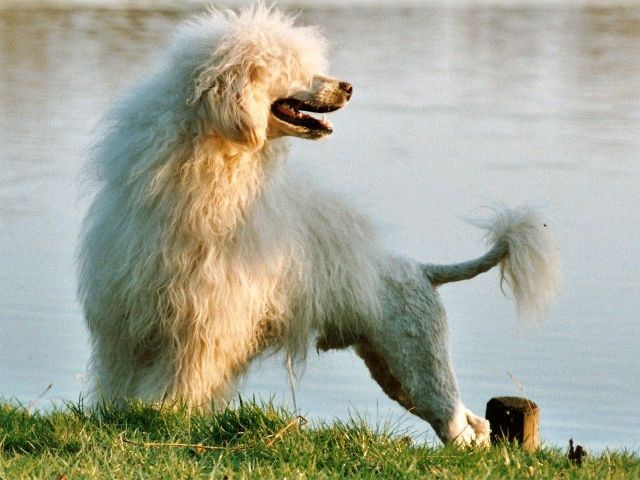 Cani e proprietari durante l'Esposizione Internazionale Canina a San Marino