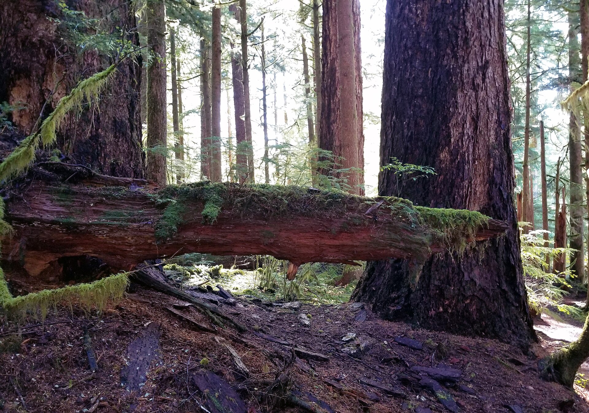 Crollo di un albero a Jesolo: morto un militare colpito mentre era in auto — Foto: BLM Oregon & Washington / Wikimedia Commons (Public domain)