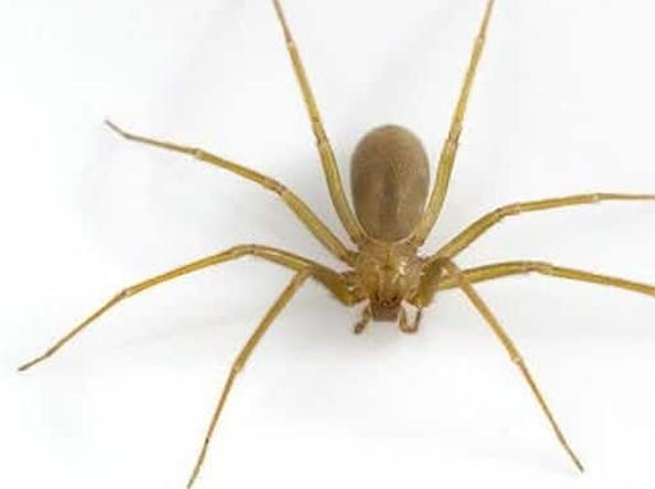 Cos'è il ragno violino è velenoso come curarsi e come fare attenzione