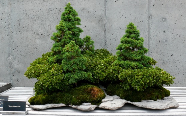 Come trapiantare una pianta per farla diventare un Bonsai