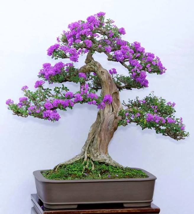 Come si cura e quanto si bagna un bonsai?