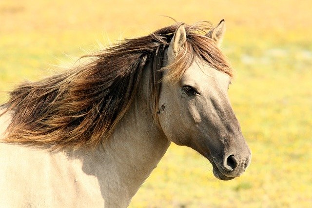 Quanto costa un cavallo prezzo e tipologie di cavalli