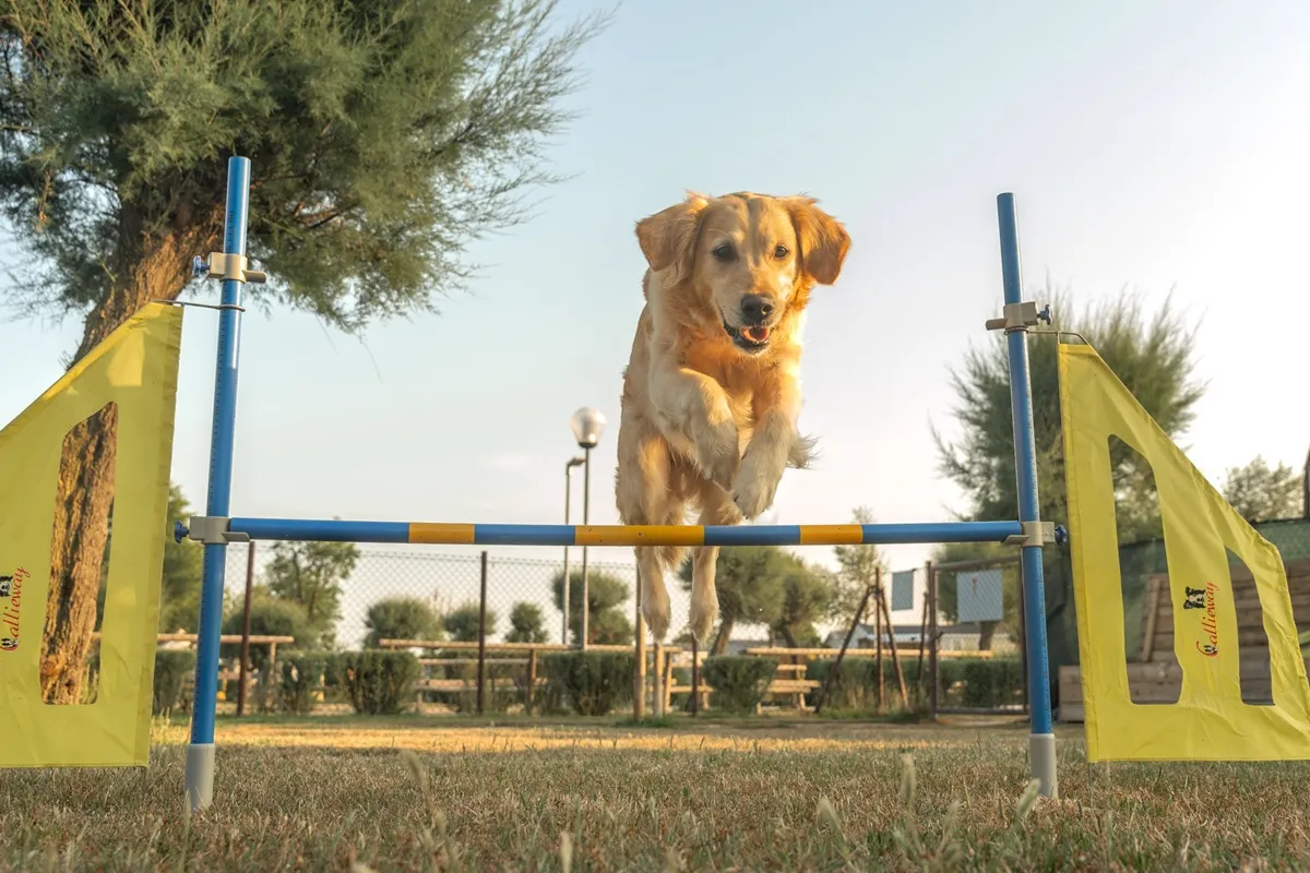 Golden retriever che salta un ostacolo in un percorso di agility dog al Club del Sole