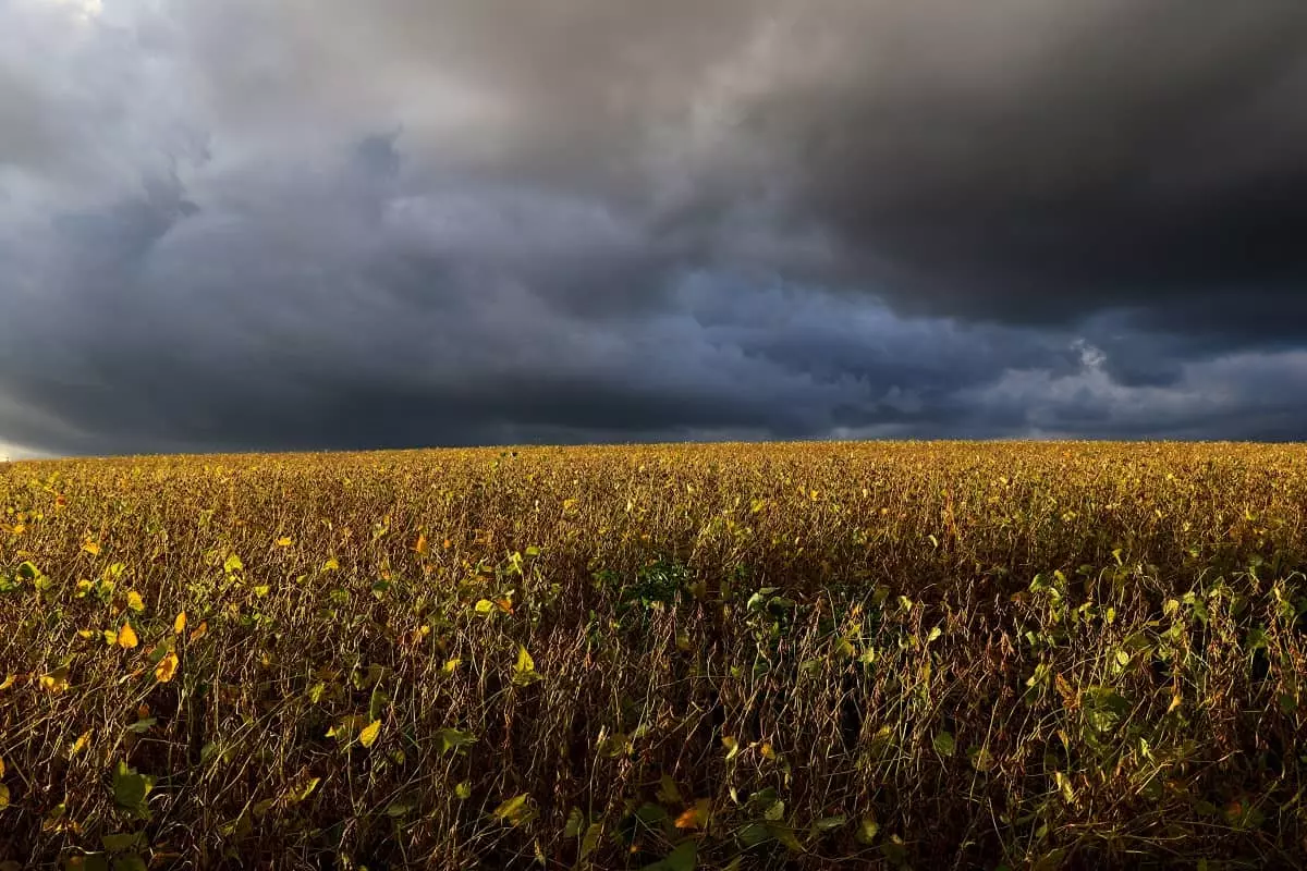Campo dorato di piante mature illuminato da una luce calda, con un cielo scuro e nuvoloso che annuncia una tempesta imminente.