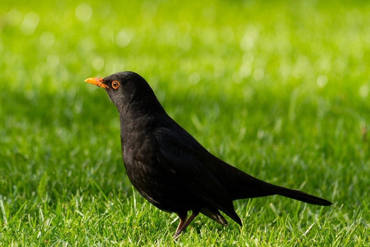 Merlo comune con piumaggio nero e becco giallo arancione fermo su un prato verde illuminato dal sole.
