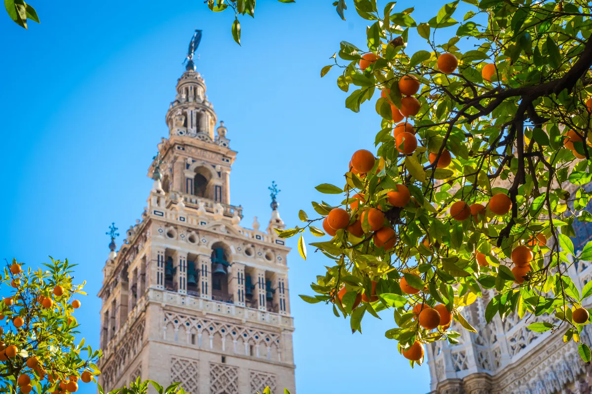 La storica torre della Giralda di Siviglia, vista tra i rami di aranci carichi di frutti, sotto un cielo azzurro.