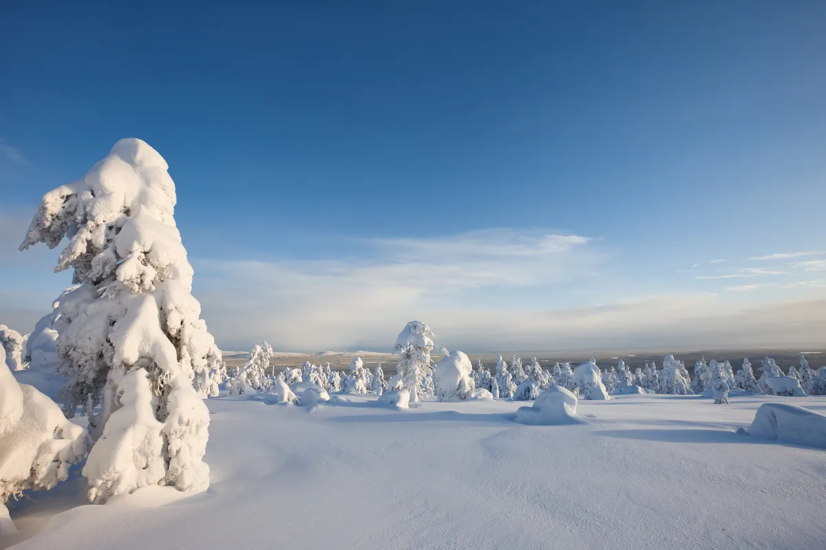 Un paesaggio innevato con alberi completamente bianchi sotto un cielo azzurro durante l'inverno in Lapponia.
